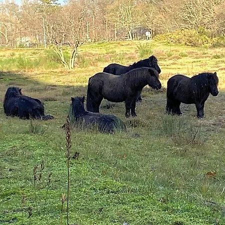 Ereprijs 4* Haag