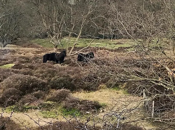 住宿加早餐酒店 Ereprijs 海牙