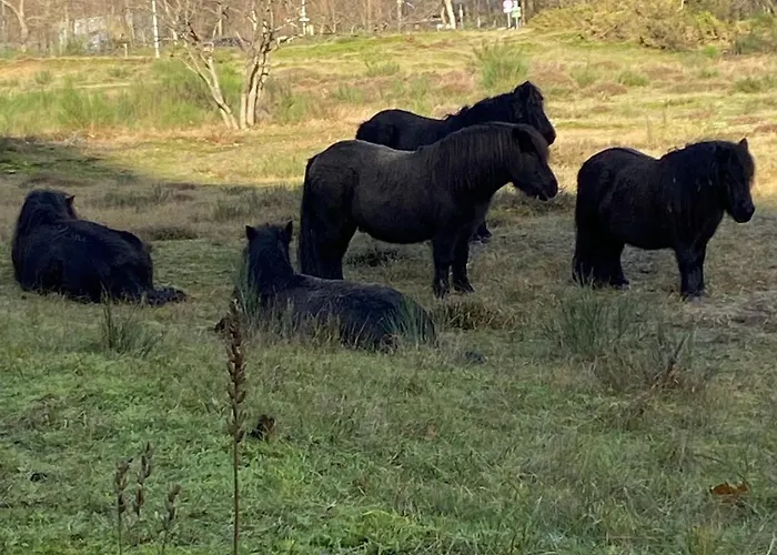 住宿加早餐酒店 Ereprijs 4*